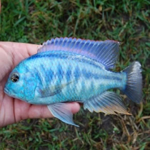 Malawi Bream - Chilotilapia rhoadesii