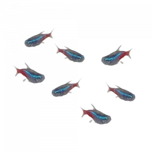 Neon Tetra - Paracheirodon innesi