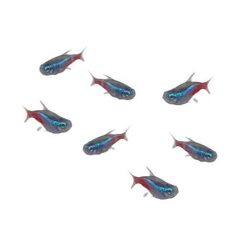 Neon Tetra - Paracheirodon innesi