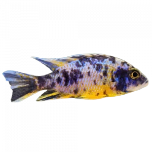 OB Red Top Lwanda - Aulonocara sp. "Lwanda OB"
