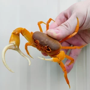 Super Orange Pirate Crab