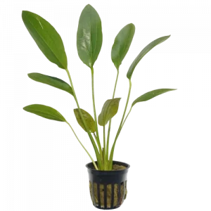 Ozelot Green Sword for sale Echinodorus Ozelot dark spotted green leaves aquarium sword plant bare root potted