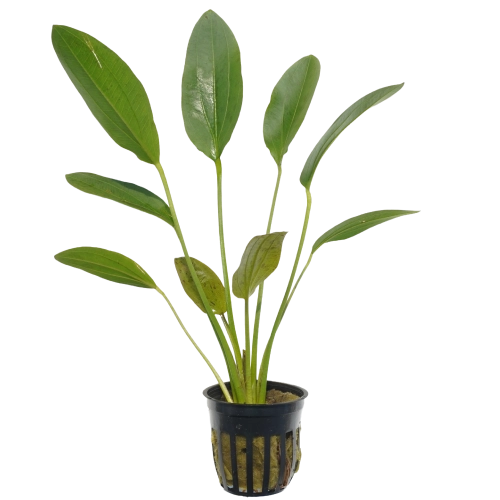 Ozelot Green Sword for sale Echinodorus Ozelot dark spotted green leaves aquarium sword plant bare root potted
