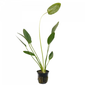Echinodorus ‘Ozelot’ — Sword Plant