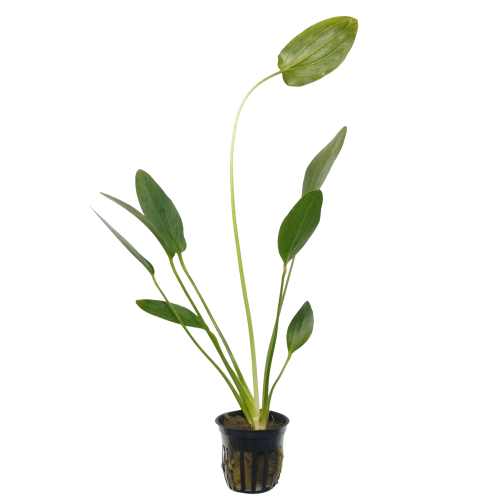 Echinodorus ‘Ozelot’ — Sword Plant