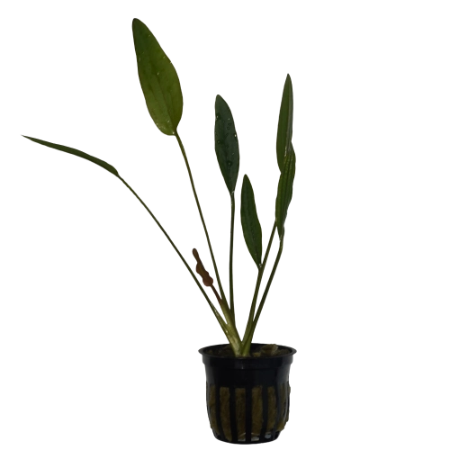 Echinodorus ‘Pink Miracle’ — Sword Plant