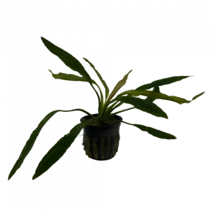 Echinodorus osiris ‘Pinwheel’ — Sword Plant