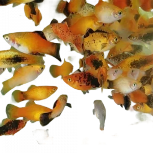 Platy - Xiphophorus maculatus - Mixed