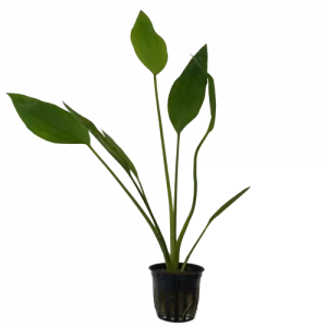 Rangeri Sword for sale Echinodorus argentinensis fast growing background sword plant bare root potted