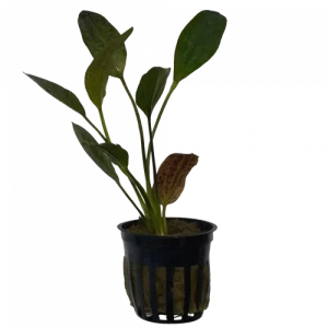 Echinodorus ‘Red Flame’ — Sword Plant