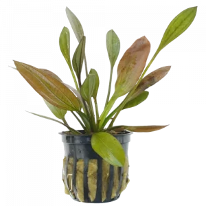 Echinodorus barthii ‘Red Melon’ — Sword Plant