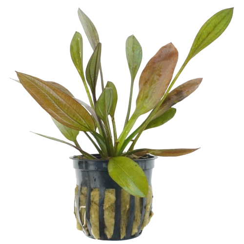 Echinodorus barthii ‘Red Melon’ — Sword Plant