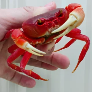 Super Red Pirate Crab