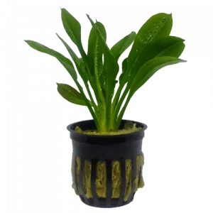 Rosette sword plant for sale Echinodorus parviflorus compact aquarium sword bare root 2 inch pot