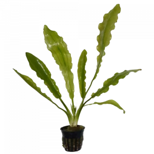 Ruffle Sword for sale Echinodorus martii ruffled broad green leaves aquarium sword plant bare root potted