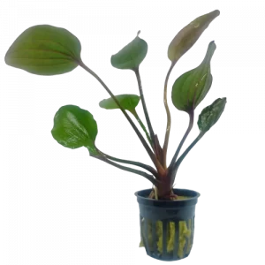 Echinodorus St. Elmo’s Fire — Sword Plant