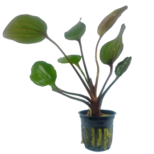 Echinodorus St. Elmo’s Fire — Sword Plant