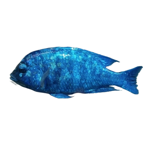 Star sapphire - Phenochilus tanzania