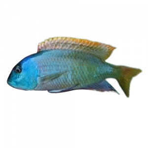 Stripeback Hap - Buccochromis nototaenia