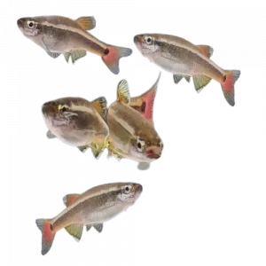 White Cloud Mountain Minnow - Tanichthys albonubes