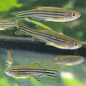 Zebra Danio - Danio rerio