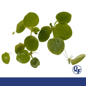 Amazon Frogbit – Limnobium laevigatum