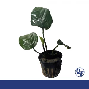 Anubias Barteri for sale Anubias barteri broad dark green arrow shaped leaves midground aquarium plant 2 inch pot bare root
