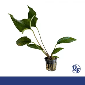 Anubias Hastifolia for sale spear leaf Anubias large arrowhead leaves bare root 2 inch pot Malaysian driftwood aquarium plant