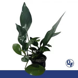 Anubias Nancon for sale Bob Gasser hybrid narrow pointed spade-like dark green leaves midground aquarium plant pot bare root
