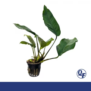 Anubias Nangi for sale rare Robert Gasser hybrid pointed elongated leaves bare root 2 inch pot Malaysian driftwood aquarium plant