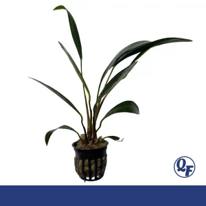 Anubias Congensis for sale Anubias barteri congensis narrow pointed lance leaves vertical aquarium plant bare root pot
