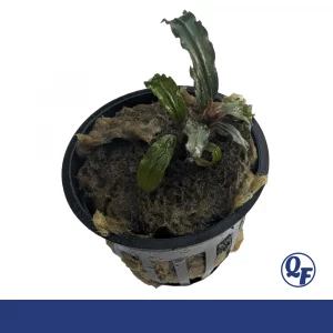 Bucephalandra Catherineae for sale iridescent wavy leaf Borneo buce dark olive brown red aquarium plant bare root pot