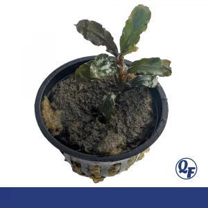 Bucephalandra Godzilla for sale bold ruffled dark green leaves statement aquarium plant bare root pot