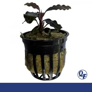 Bucephalandra Blue Theia for sale luminous silver blue shimmer narrow leaf aquarium plant bare root pot