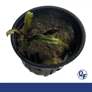 Bucephalandra Velvet for sale soft velvety brown-green leaves aquarium plant bare root pot