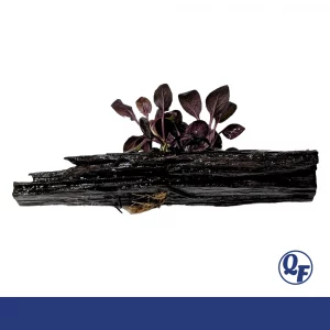 Cardinal Plant on driftwood for sale Lobelia cardinalis bright green leaves Malaysian driftwood aquarium paludarium