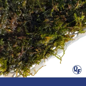 Christmas Moss for sale Vesicularia montagnei triangular fronds 3x3 mat aquascaping aquarium moss