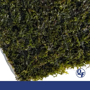 Coral Moss for sale Riccardia chamedryfolia Mini Pellia coral-like branching fronds 3x3 mat aquarium liverwort