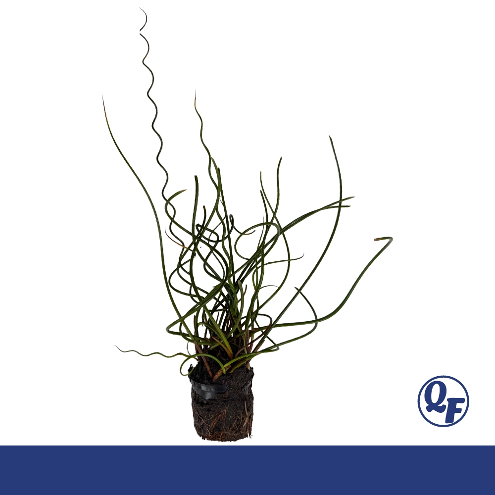 Corkscrew Rush (Juncus effusus 'Spiralis') - Image 4