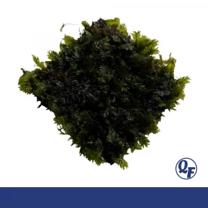Fissidens Fontanus for sale Phoenix Moss wispy fountain fronds 3x3 mat aquarium moss