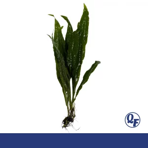 Java Fern for sale Microsorum pteropus dark green leaves bare root mat lava rock driftwood aquarium plant