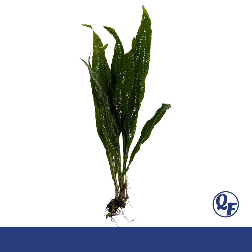 Java Fern for sale Microsorum pteropus dark green leaves bare root mat lava rock driftwood aquarium plant