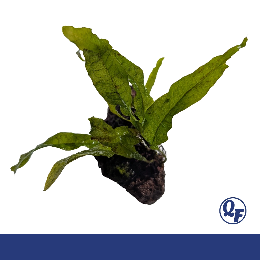 Java Fern (Microsorum pteropus) - Image 5