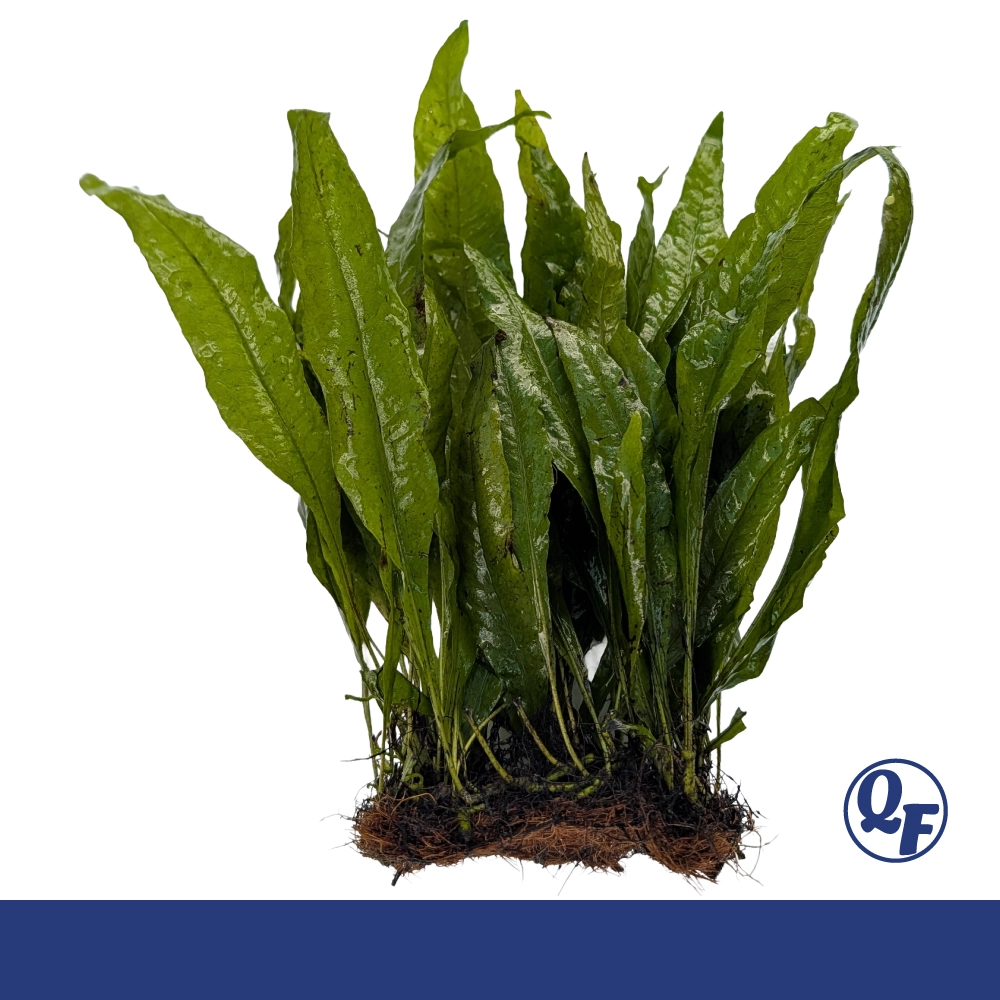 Java Fern (Microsorum pteropus) - Image 4