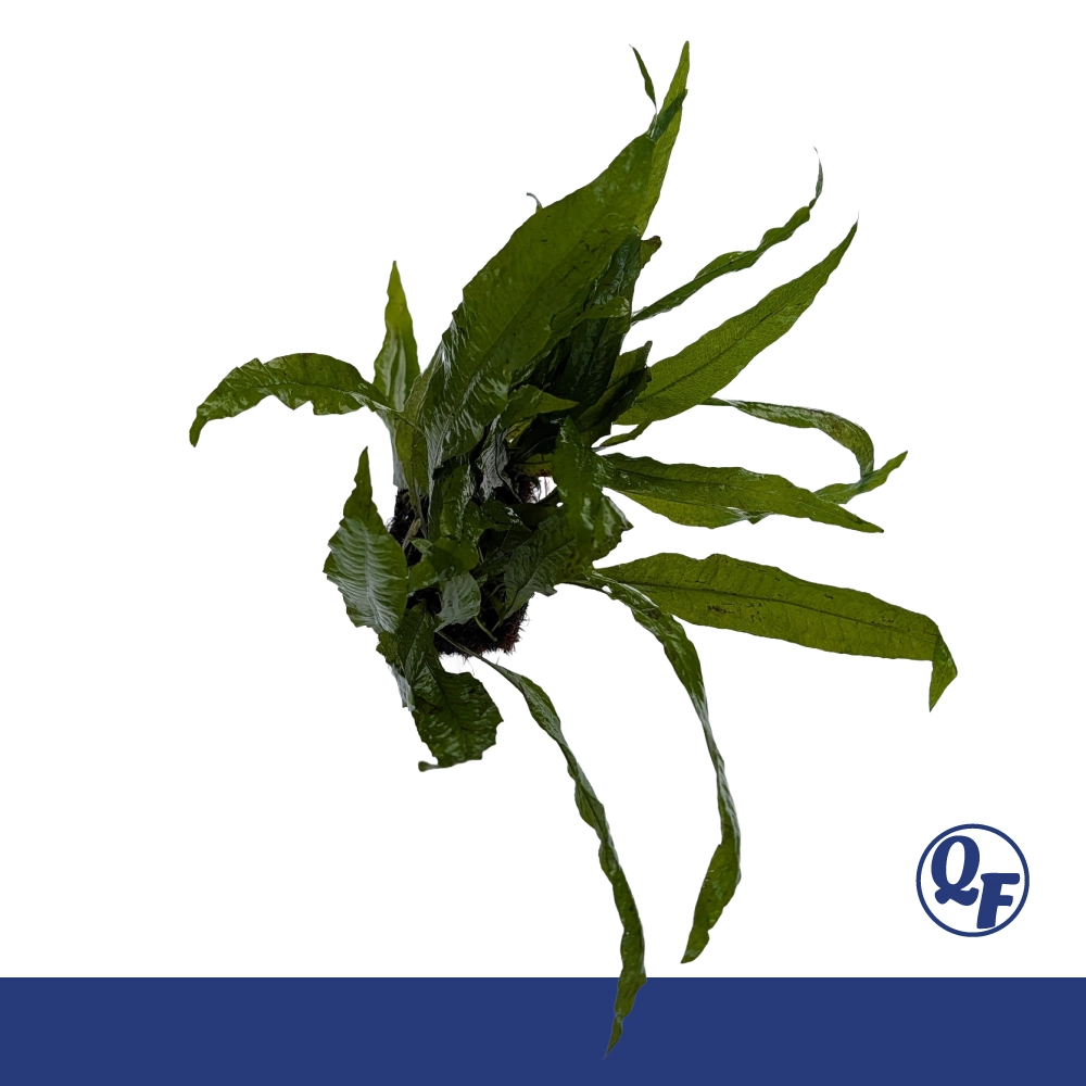 Java Fern (Microsorum pteropus) - Image 11
