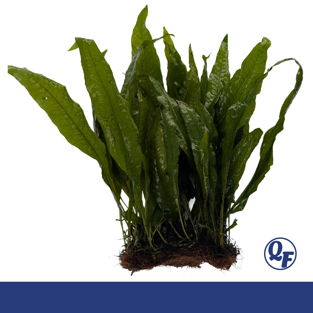 Java Fern (Microsorum pteropus) - Image 3