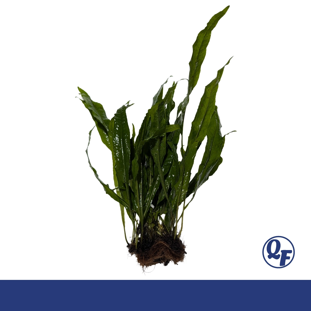 Java Fern for sale Microsorum pteropus dark green leaves bare root mat lava rock driftwood aquarium plant