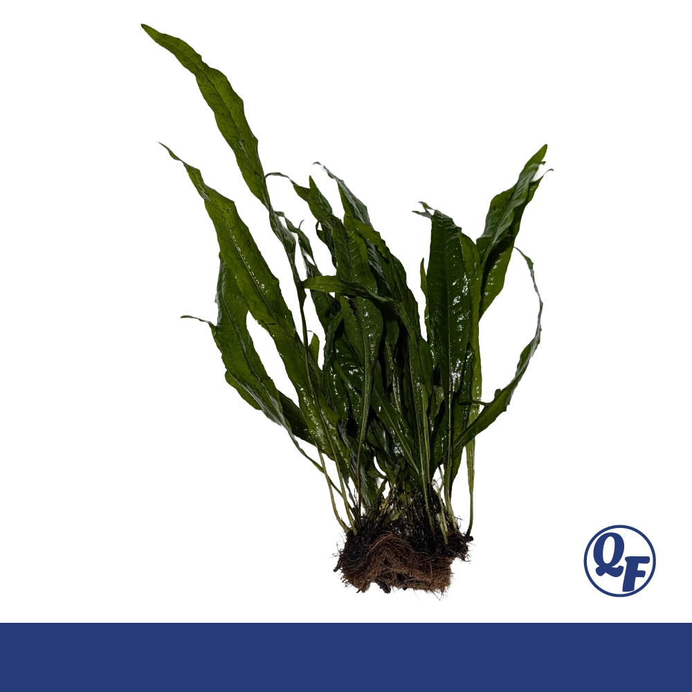 Java Fern (Microsorum pteropus) - Image 7