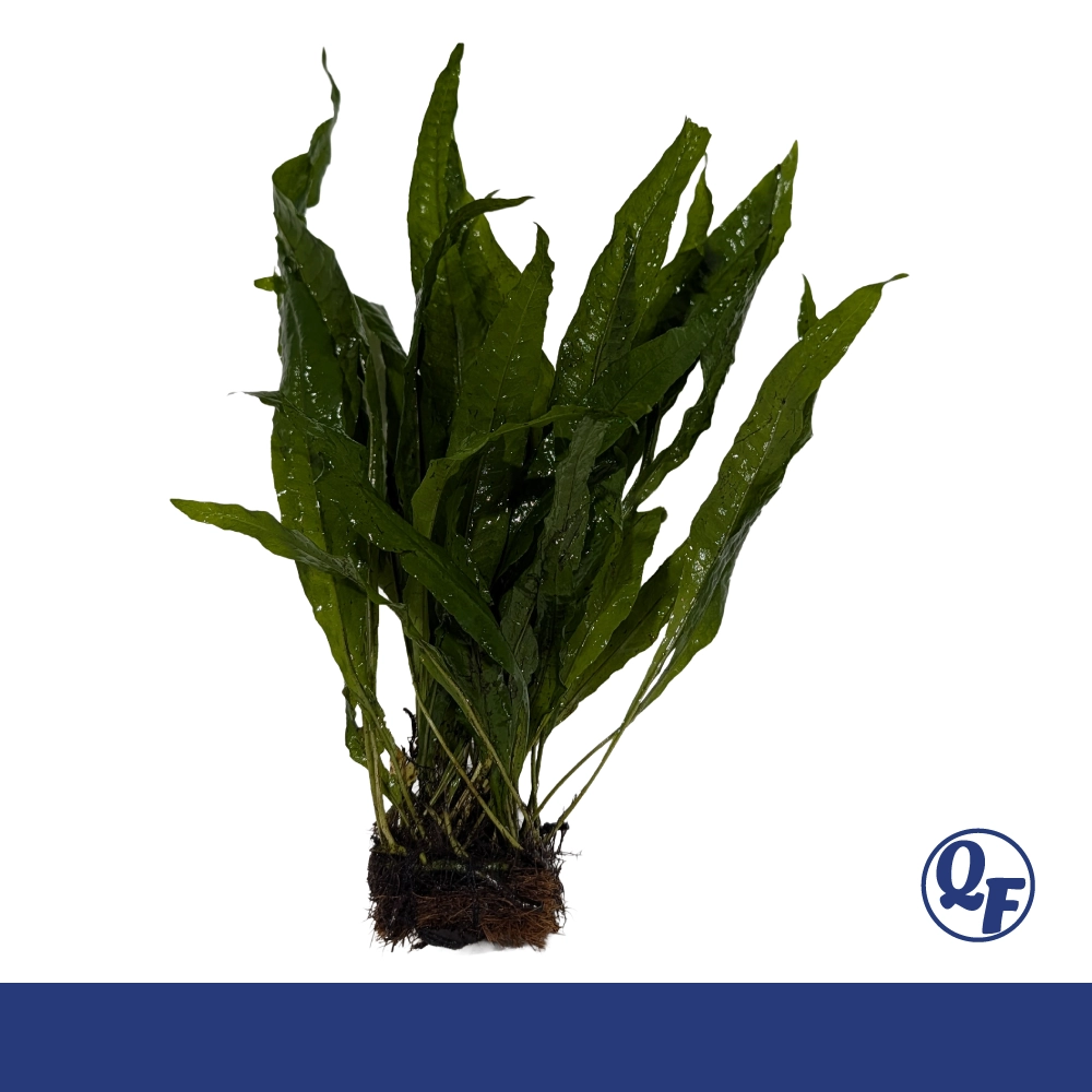 Java Fern (Microsorum pteropus) - Image 6