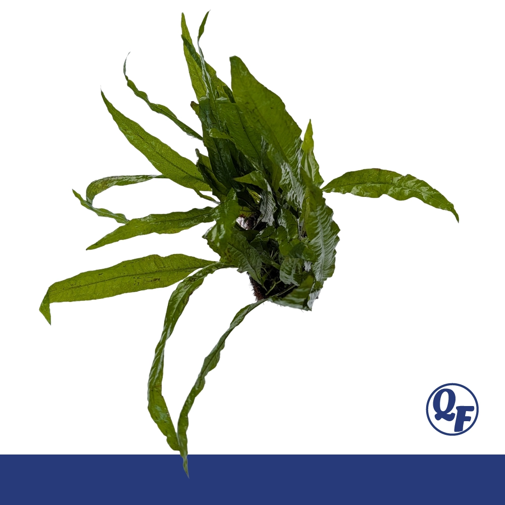 Java Fern (Microsorum pteropus) - Image 12